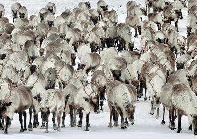 Reindeer in the Yamal-Nenets Autonomous Region