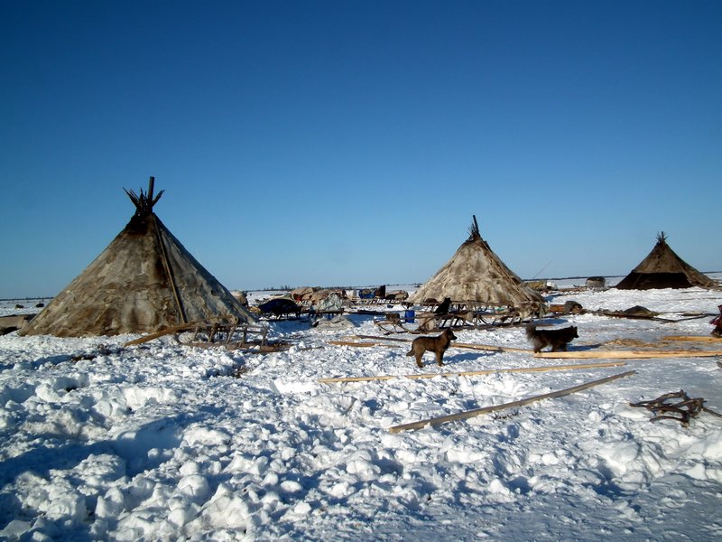 Chums (reindeer-fur teepees) of nomadic Nenets reindeer herders