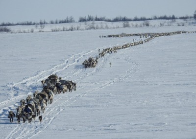 Nomadic Nenets reindeer herders migrating on the Yamal Peninsula