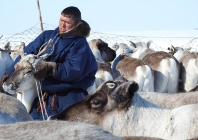 Nenets man working with reindeer in the Yamal-Nenets Autonomous Region