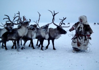 Nenets man leading reindeer to a sledge on the Yamal Peninsula
