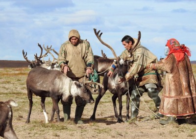 Nenets men harnessing reindeer