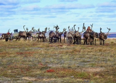 Nenets reindeer herders migrating on the Yamal Peninsula in summer