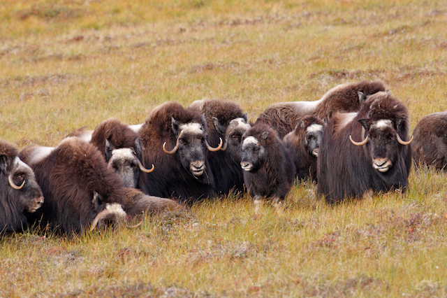 Muskox in the Polar Ural Mountains