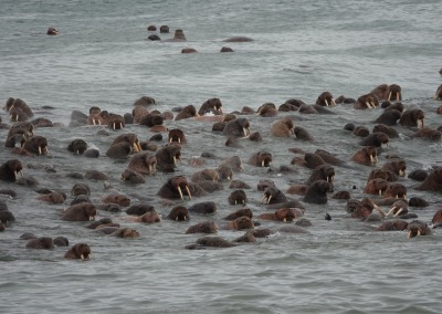 Walrus in the sea off Cape Vankarem, Iultin District, Chukotka