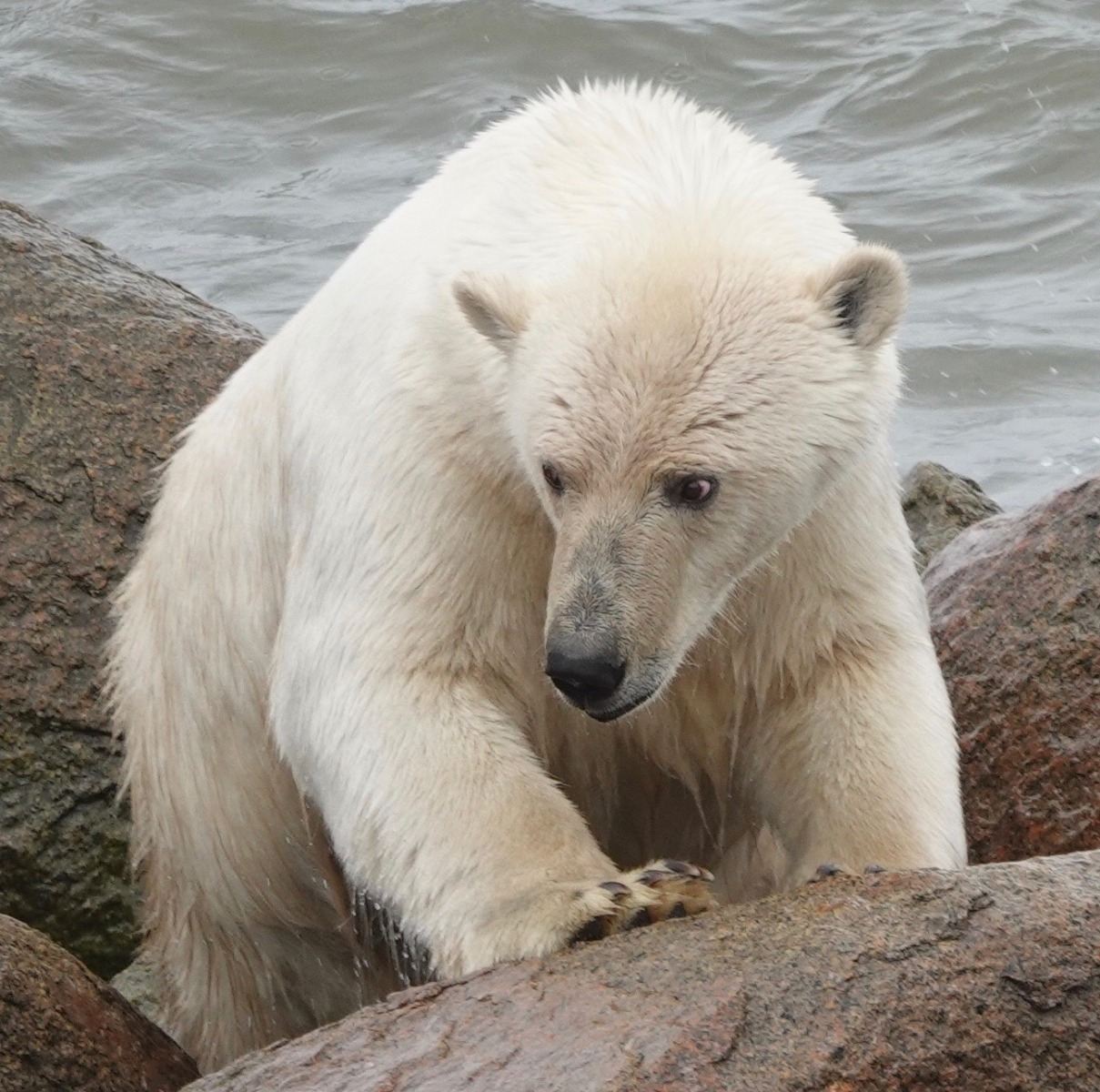 Polar bear at Cape Vankarem on Chukotka's Arctic Ocean coast