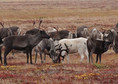 Reindeer of nomadic Chukchi herders