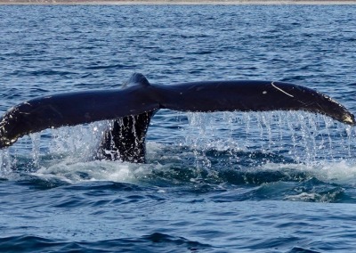Humpback whale in Senyavin Strait, Chukotka