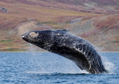 Humpback whale, Chukotka