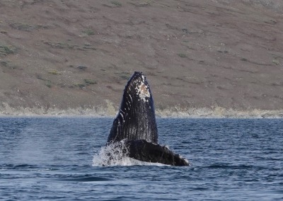Humpback whale in Senyavin Strait, Chukotka