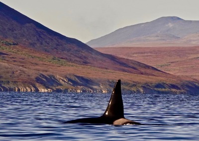 Killer whale in Senyavin Strait, Chukotka