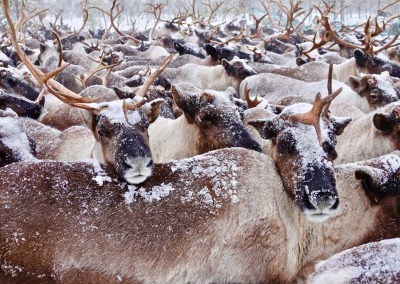 Reindeer herd of Kanin Peninsula Nenets camped in Mezen District
