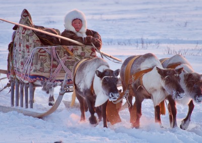 Yamal Peninsula: most migratory Nenets