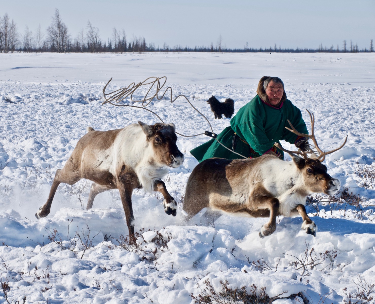 Nenets nomad lassoing reindeer on the Yamal Peninsula