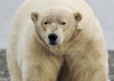 Taymyr Peninsula: polar bears, walrus and muskox
