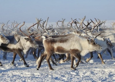 Dolgan reindeer herd, Anabar tundra, Arctic Yakutia