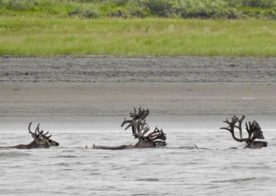 Reindeer swimming across the River Khatanga