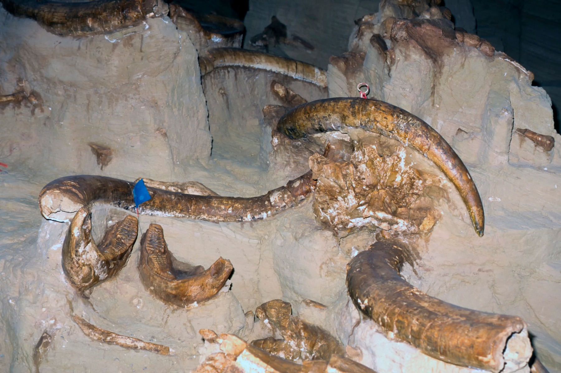Mammoth tusks being excavated